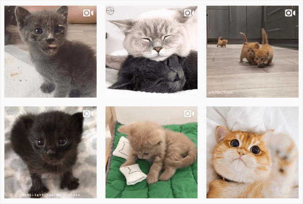 cats on instagram